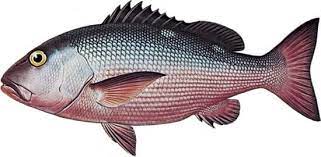 Snapper